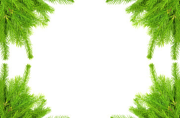Spruce branch isolated on white background. Green fir. Christmas tree. set for designer