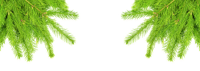 Spruce branch isolated on white background. Green fir. Christmas tree. set for designer