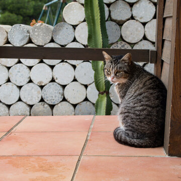 Closeup shot of a cat outdoors scaredly waiting for something