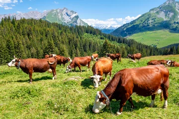 Fotobehang Mont Blanc Cows in a mountain field. La Clusaz, France