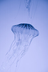 Jellyfish floating in ocean. White background