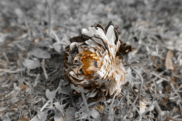 Withered dahlia
