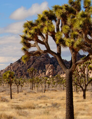  Joshua trees Joshua Tree National Park CA USA.