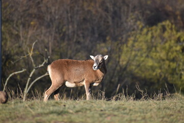 muflon in the field