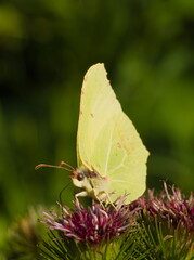 Common brimstone (Gonepteryx rhamni). Butterfly on a flower. Yellow butterfly on green background