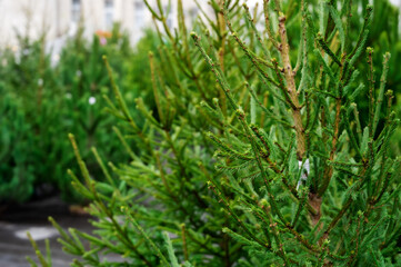 Street market of festive Christmas trees. Pines and fir for the new year in December.