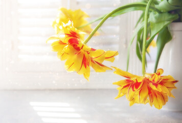 Three Beautiful bright yellow Tulips in vase on window on blurred spring sunny background. Spring, love concept,close up, copy space.