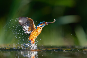 Common Kingfisher (Alcedo atthis) flying away after diving for fish in the forest in the Netherlands