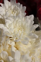 white chrysanthemum flower