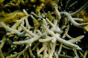 coral life fish 