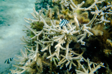 coral life fish 