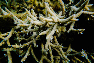 coral life fish 
