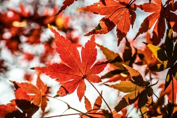 紅葉