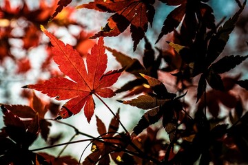 紅葉