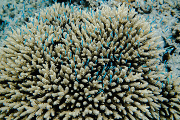 coral life fish 