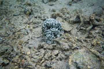 coral life fish 