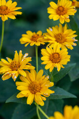 Blooming false sunflower on a green background on a summer sunny day macro photography. Garden rough oxeye flower with yellow petals in summertime, close-up photo. Yellow daisy floral background.