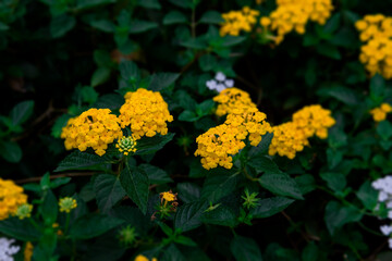 beautiful Close up Bush of Lantana flower ( big-sage, wild-sage, red-sage, white-sage, Lantana camara L, Texas Lantana) family Verbenaceae Beautiful small flower and green leaves.
