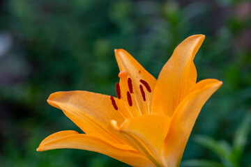 Obraz premium Blooming orange lily flower on a green background on a summer sunny day macro photography. Garden lily with bright orange petals in summer, close-up photography. 