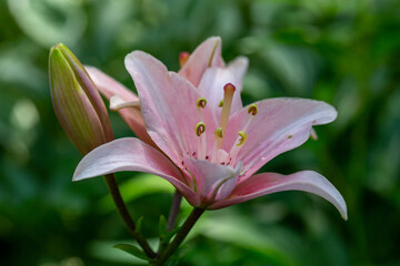 Fototapeta premium Blooming pink lily on a green background on a summer sunny day macro photography. Garden lillies with bright pink petals in summer, close-up photography. 