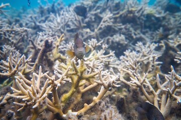 Fototapeta na wymiar corail La réunion poisson wildlife