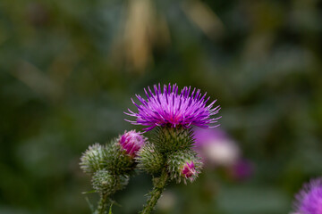 Blooming cornflower blue on a green background on a sunny day macro photography. Fresh bachelor's button flower with purple thin petals in springtime close-up photo.