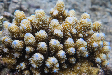 coral life fish underwater 
