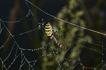 Spider-wasp (lat. Argiope Bruennichi). Spider and spider web in dew in heavy fog at dawn.
