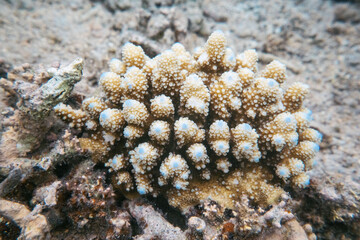 coral life fish underwater 