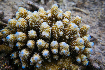 corail La réunion poisson wildlife