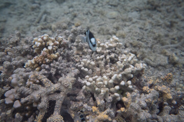 coral life fish 