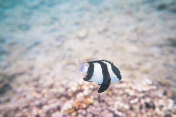Fototapeta na wymiar coral life fish 