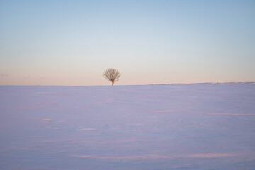 Winterlandschaften - Frostige Zeiten für die Vegetation.