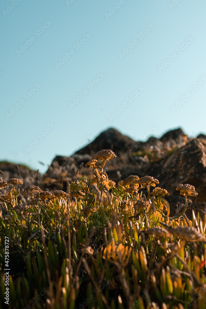 Sticker vertical shot of green plants growing in the field with rocky hills in the background in portugal