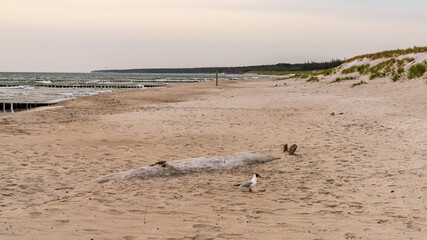 Fototapeta na wymiar Evening at the beach in Ahrenshoop, Mecklenburg-Western Pomerania, Germany