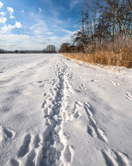 Fototapeta na wymiar Winterlandschaft - Spuren im Schnee