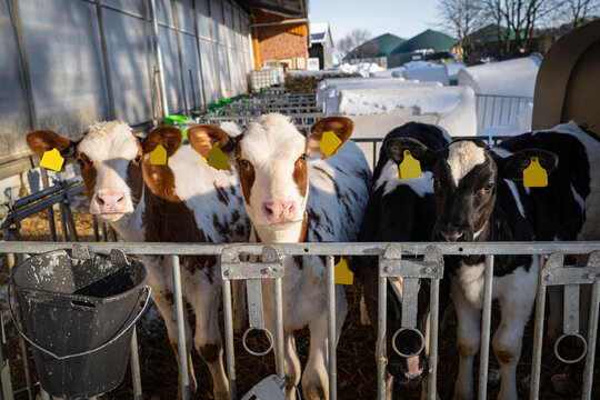Tierhaltung im Aussenbereich - K&auml;lber blicken bei kaltem Winterwetter neugierig &uuml;ber ein Gitter.