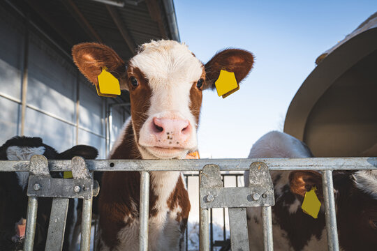 Niedliches Kalb im Aussenbereich eiunes K&auml;lberstalles bei winterlichen Temperaturen blickt neugierig.