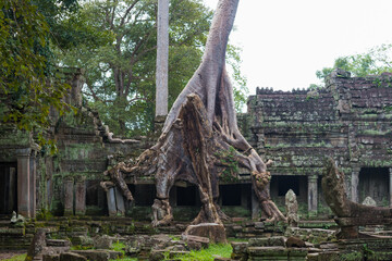 Ta Som, Cambodia - broad view of the temple and of one of the many gigantic trees found in many...