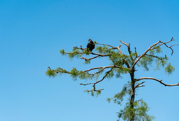 Black Vulture perched in trees at gator farm rookery in Orlando Florida.