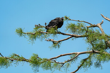 Black Vulture perched in trees at gator farm rookery in Orlando Florida.