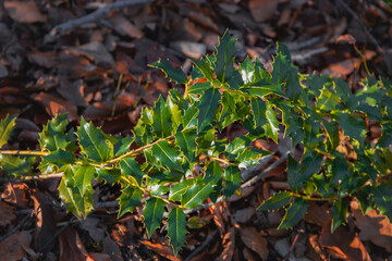 A branch of a perennial green shrub against the background of fallen foliage on an autumn day.