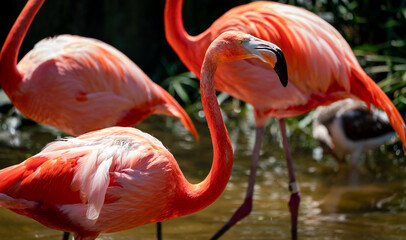 American Flamingos feeding in pond at gator farm in Orlando Florida. © Wildspaces