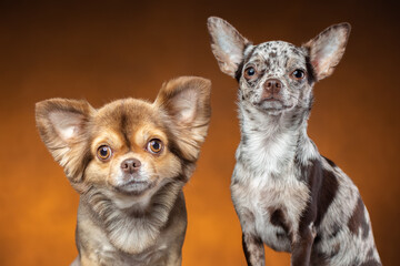 Portrait of two funny chihuahua breed dogs.