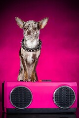 Chihuahua listen music. Pink background and tape recorder. Rock'n'roll dog with spikes on the collar. Vertical image.
