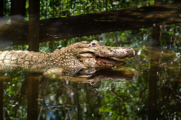 Albino Alligator in pond at gator farm in Orlando Florida.