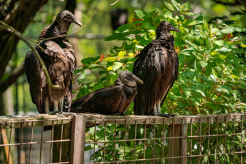 Black Vulture perched in trees at gator farm rookery in Orlando Florida.