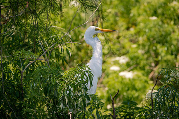 Great White Egret at gator farm rookery in Orlando Florida. - obrazy, fototapety, plakaty
