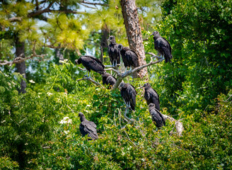 Black Vulture perched in trees at gator farm rookery in Orlando Florida.