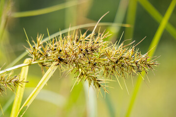 Small green grass flower in the warm sun